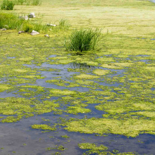 Aquatic Weed Removal | Crystal Lake, Rockford, IL & Oshkosh, WI ...